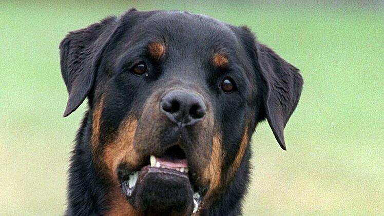 Rottweiler-Angriff