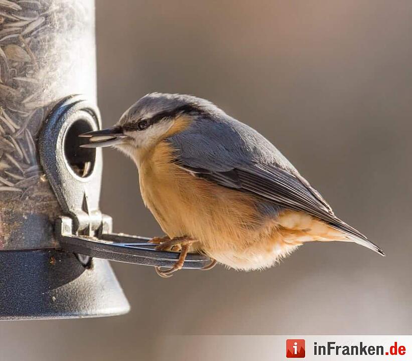 Eis und Schnee in Franken - die schönsten Winterleserfotos