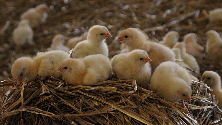 Die Küken turnen auf Strohhaufen herum.  Foto: Friedwald Schedel