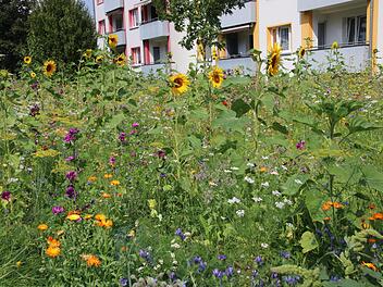 In der Georg-Hagen-Straße blüht es üppig vor den Häusern der Baugenossenschaft.Katrin Geyer/Jochen Nützel