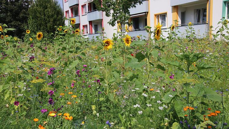 In der Georg-Hagen-Straße blüht es üppig vor den Häusern der Baugenossenschaft.Katrin Geyer/Jochen Nützel
