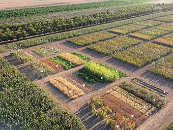 Landkreis Kitzingen: Wie kann Acker- und Pflanzenbau an die Klimakrise angepasst werden? Führung erklärt Landkreis Kitzingen: Wie kann Acker- und Pflanzenbau an die Klimakrise angepasst werden? Führung erklärt