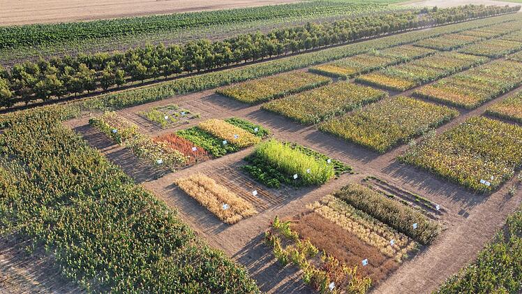 Landkreis Kitzingen: Wie kann Acker- und Pflanzenbau an die Klimakrise angepasst werden? F&uuml;hrung erkl&auml;rt