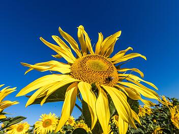 Sonnenblumen auf einem Feld