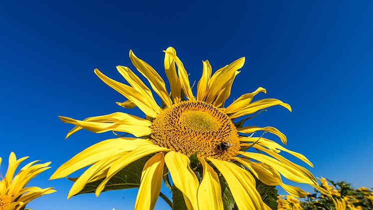 Sonnenblumen auf einem Feld