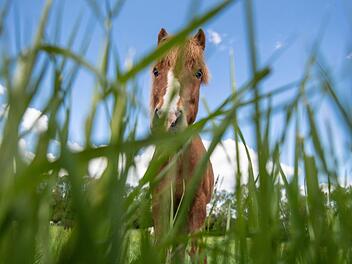 Ein Pferd ist in Bad Kissingen mit einem Auto samt Wohnwagen zusammengesto&szlig;en und hat sich dabei schwer verletzt. Foto: Boris Roessler/dpa