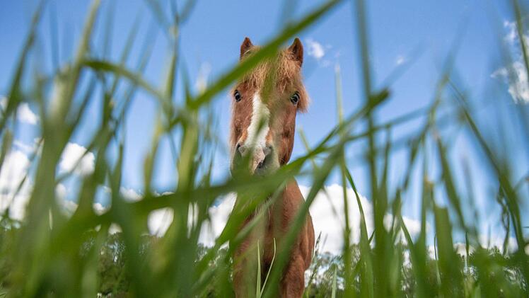 Ein Pferd ist in Bad Kissingen mit einem Auto samt Wohnwagen zusammengesto&szlig;en und hat sich dabei schwer verletzt. Foto: Boris Roessler/dpa