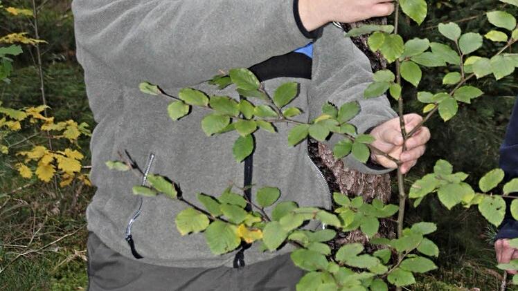 Dem Äser der Rehe ist der Trieb dieser jungen Buche entwachsen, und wie man sieht, ist sie auch Forstoberrat Jürgen Hahn "über den Kopf" gewachsen. Foto: Helmut Will