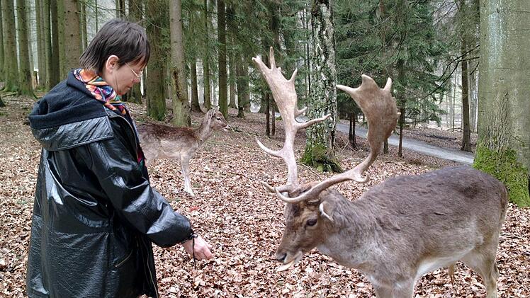Zum Teil zu sehr Futter fordernd benahmen sich die Dammhirsche. Nun kommen die Geweihträger in ein eingezäuntes Gatter und nur die Rehe und ihre Kitzen sind weiterhin freilaufend im Wildpark Klaushof und dürfen gefüttert werden.Peter Rauch