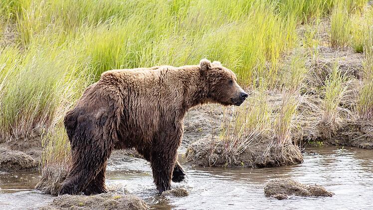 Braunbär Nr. 856 im Finale bei "Fat Bear"-Wahlen