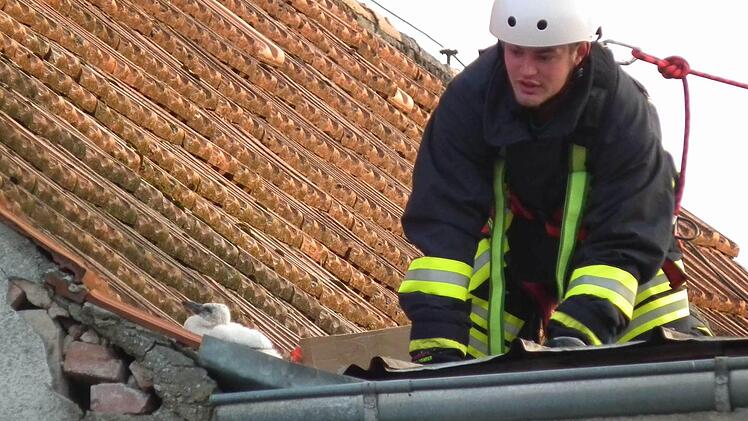 Veit Zickrick von der Freiwilligen  Feuerwehr Uehlfeld bei der Bergung des          Storchenbabys. Foto: p