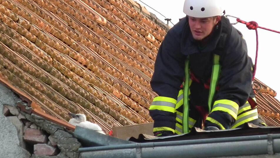 Veit Zickrick von der Freiwilligen Feuerwehr Uehlfeld bei der Bergung des Storchenbabys. Foto: p Veit Zickrick von der Freiwilligen Feuerwehr Uehlfeld bei der Bergung des Storchenbabys. Foto: p