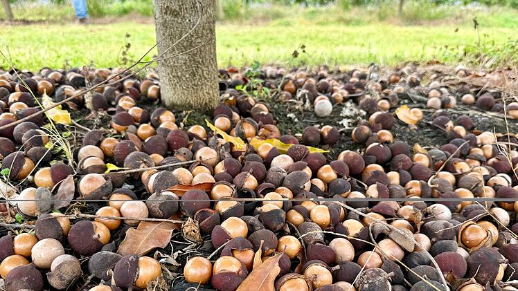 Macadamias in Australien