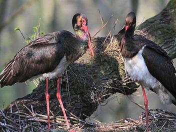 Ein Schwarzstorchpaar in seinem Nest.  Foto: Carsten Rohde/FT-Archiv