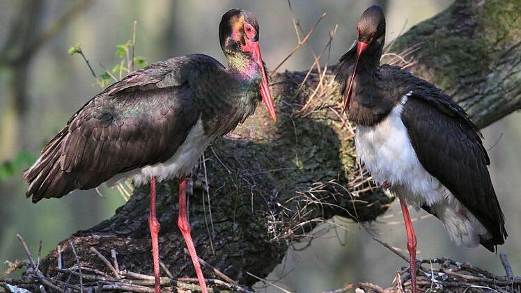 Ein Schwarzstorchpaar in seinem Nest.  Foto: Carsten Rohde/FT-Archiv