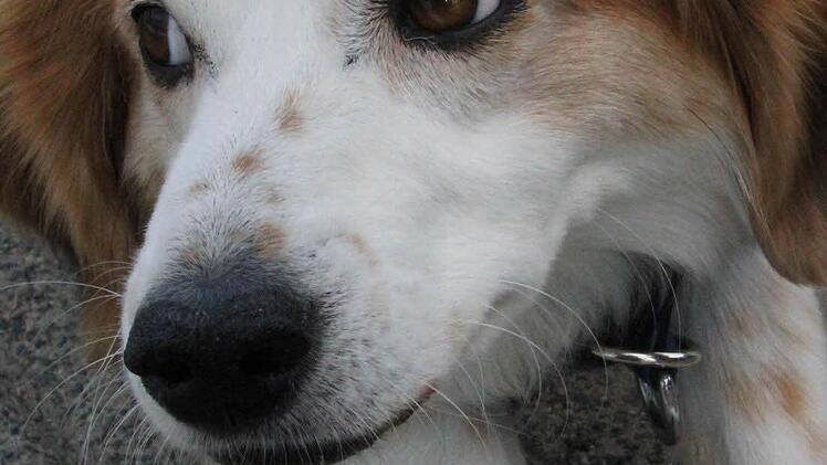 Sieht den Bühnenaufbau völlig entspannt: Hundedame Peppi.