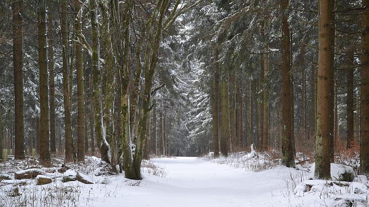 Winterwald. Foto: Johannes Schlereth