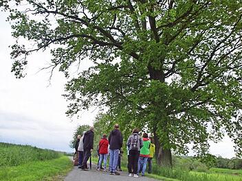 Imposante Giganten: Ehrfürchtig bestaunen die Teilnehmer eine rund 250 Jahre alte Eiche am Main bei Niederau. Fotos: Mario Deller