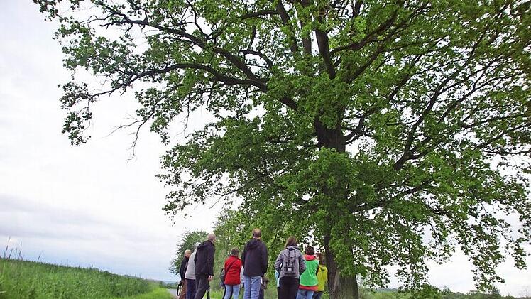 Imposante Giganten: Ehrfürchtig bestaunen die Teilnehmer eine rund 250 Jahre alte Eiche am Main bei Niederau. Fotos: Mario Deller