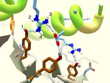 Im Spiel "Fold It" können Spieler aus aller Welt dabei helfen, ein Protein zu konstruieren das verhindert, dass der Corona-Virus am menschlichen Organismus andocken kann. Screenshot: FoldIt