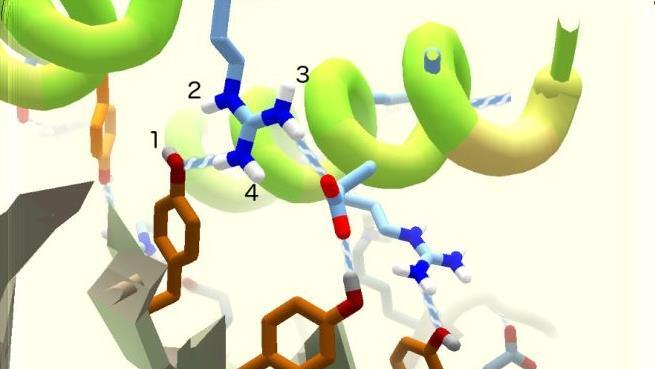 Im Spiel "Fold It" können Spieler aus aller Welt dabei helfen, ein Protein zu konstruieren das verhindert, dass der Corona-Virus am menschlichen Organismus andocken kann. Screenshot: FoldIt