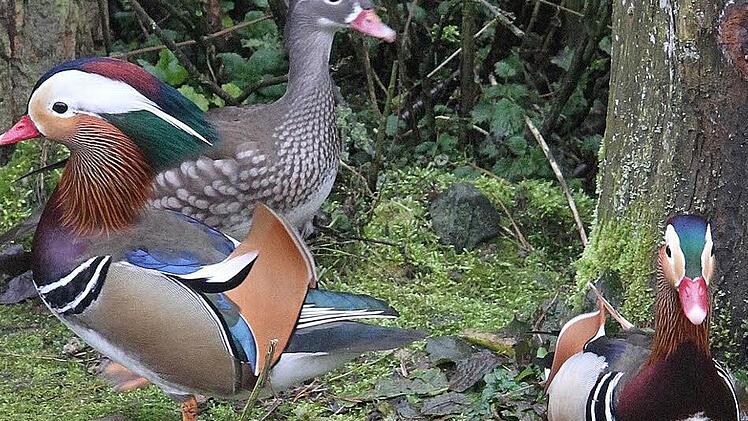 ...und zeigen sich dann bei der Geflügelschau Mainleus von ihrer schönsten Seite