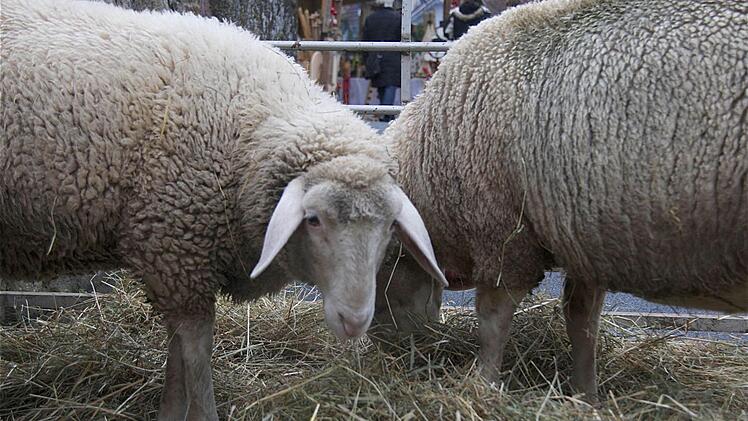 Lebende Krippenschafe.