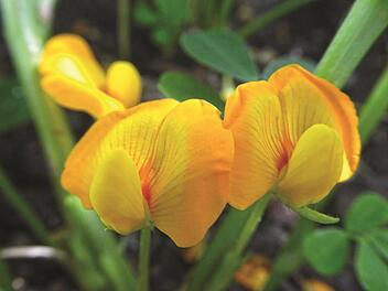 Blüte der Erdnusspflanze