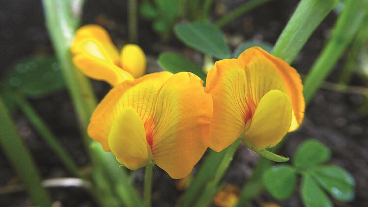 Blüte der Erdnusspflanze