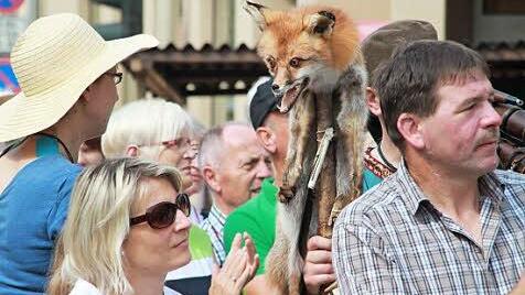 Dieser Fuchs schaute angriffslustig, aber das war nur eine Maskerade der historisch gekleideten Teilnehmer.