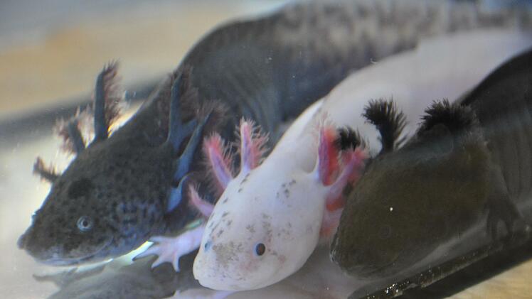 Das weiße Tier ist ein Albino-Axolotl. Foto: Brath