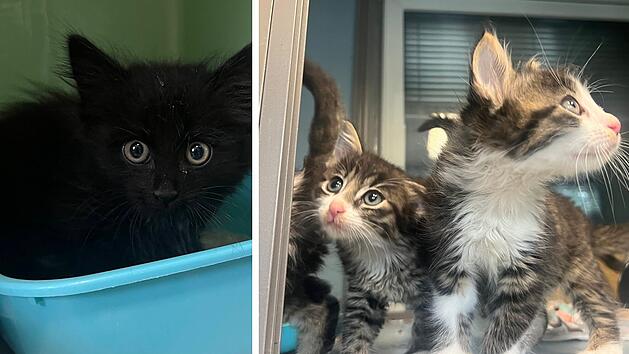 Tierheim Erlangen wendet radikale Ma&szlig;nahme an - 60 Katzen betroffen