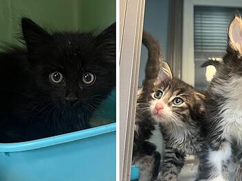 Tierheim Erlangen wendet radikale Maßnahme an - 60 Katzen betroffen
