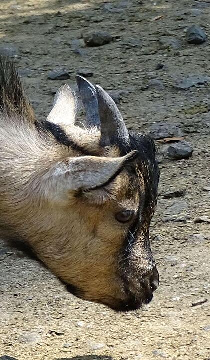Ein Besuch im Wildtierpark Schloss Tambach. Danke an inFrankenPix-Nutzer herzolife!