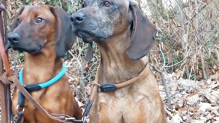Diese Spürhunde finden jedes liegen gebliebene Wild .  Foto: Josef Hofbauer