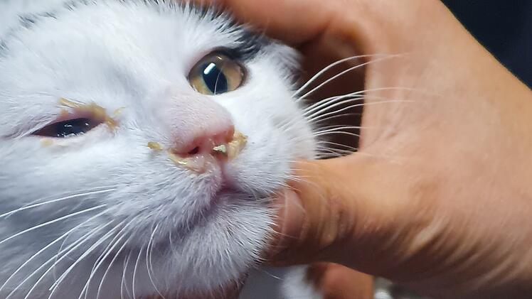 Landkreis Coburg: Kater Garfield erleidet trauriges Schicksal - Tierschutzverein mit "großer Bitte"