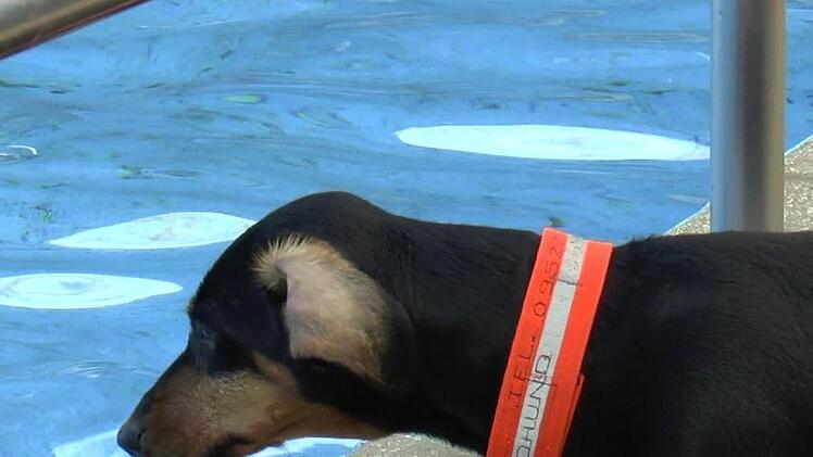 "Soll ich nochmal ins Wasser?" denkt sich Dackel-Dame "Cilli vom Frankenland". ... Ach n&ouml;, lieber nich....