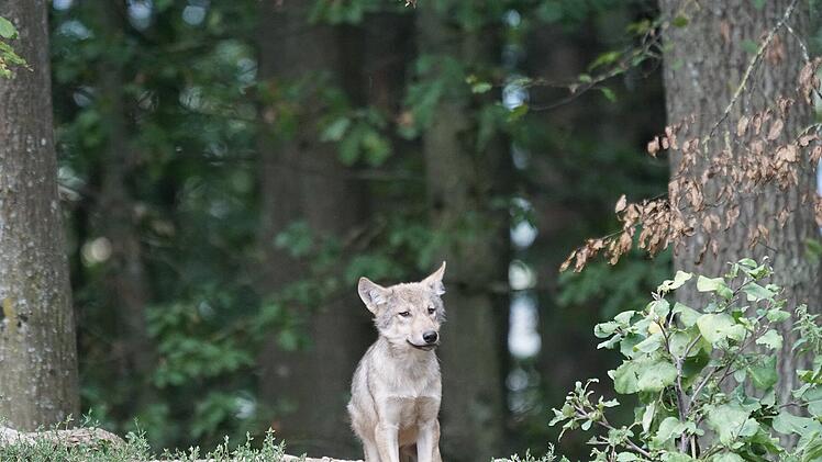 Wolfswelpen werden vom ganzen Rudel aufgezogen und beschützt.