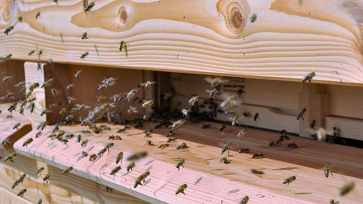 Die Luft in einem Bienenstock soll unter anderem gegen Asthma und Allergien helfen. Foto: Regina Vossenkaul