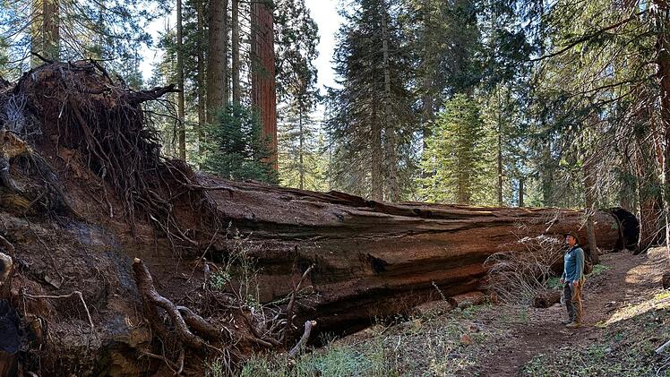 Der Wildfeuerspezialist Chad Hanson (USA) pl&auml;diert daf&uuml;r, die Natur nach Waldbr&auml;nden auf sich beruhen zu lassen.