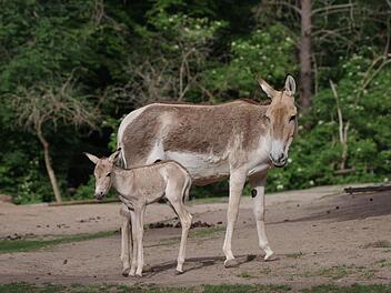 Kulane Tiergarten Nürnberg