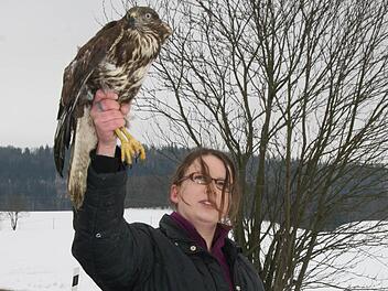 Schweren Herzens nimmt Sabine Witt von ihrem Bussard-Pflegling Abschied und wildert ihn wieder aus: Vier Wochen war das Weibchen in ihrer Obhut und hat sich gesund pflegen lassen. Es litt unter Luftröhrenwurmbefall und war hochgradig mit Kolikeimen belastet. Zudem war der Bussard in ein Auto geflogen. Foto: Sonja Adam