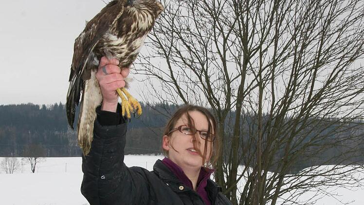 Schweren Herzens nimmt Sabine Witt von ihrem Bussard-Pflegling Abschied und wildert ihn wieder aus: Vier Wochen war das Weibchen in ihrer Obhut und hat sich gesund pflegen lassen. Es litt unter Luftröhrenwurmbefall und war hochgradig mit Kolikeimen belastet. Zudem war der Bussard in ein Auto geflogen. Foto: Sonja Adam