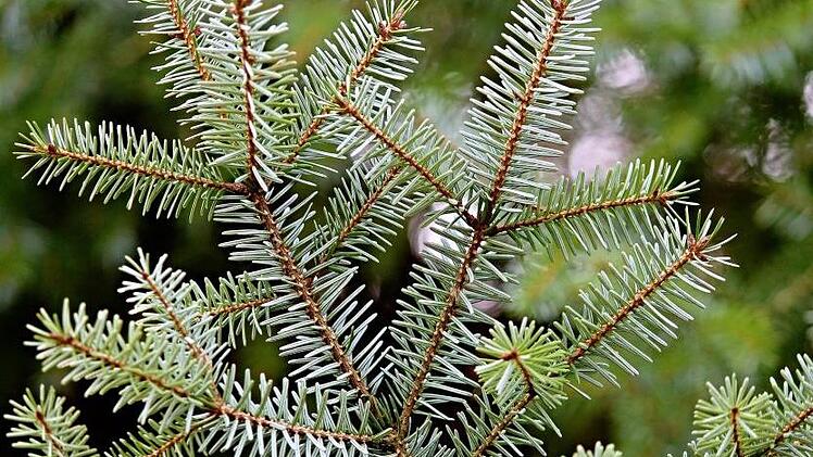 Obwohl die Fichten bereits als Weihnachtsbäume gekennzeichnet waren, nahmen die Unbekannten diese mit. Symbolfoto:pixabay.com