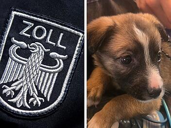Welpe ohne Impfschutz bei Zollkontrolle entdeckt