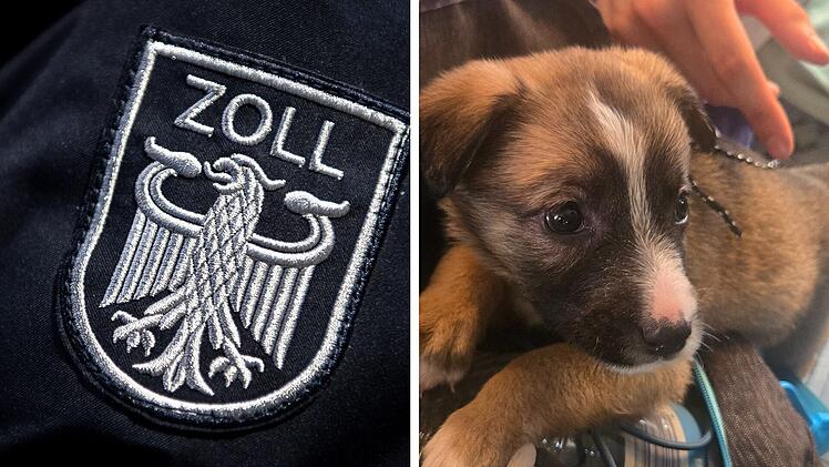 Welpe ohne Impfschutz bei Zollkontrolle entdeckt