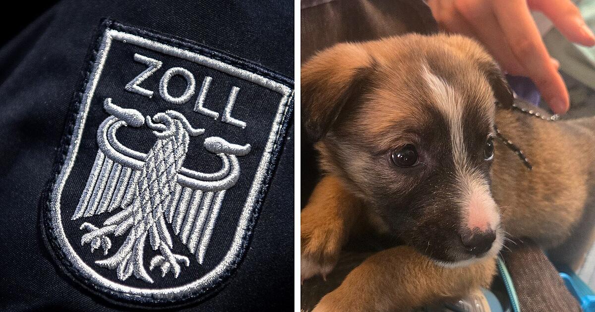 Schirnding: Illegal eingeführter Hundewelpe bei Zollkontrolle entdeckt - ...