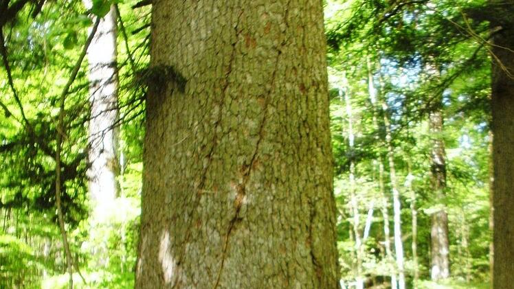 Eindrücke von der Informationsfahrt in den Bayerischen Wald. Foto: Friedwald Schedel
