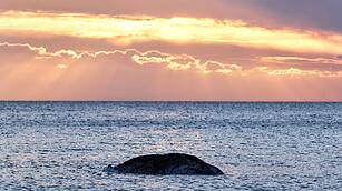 Toter Wal vor d&auml;nischer Insel Anholt entdeckt