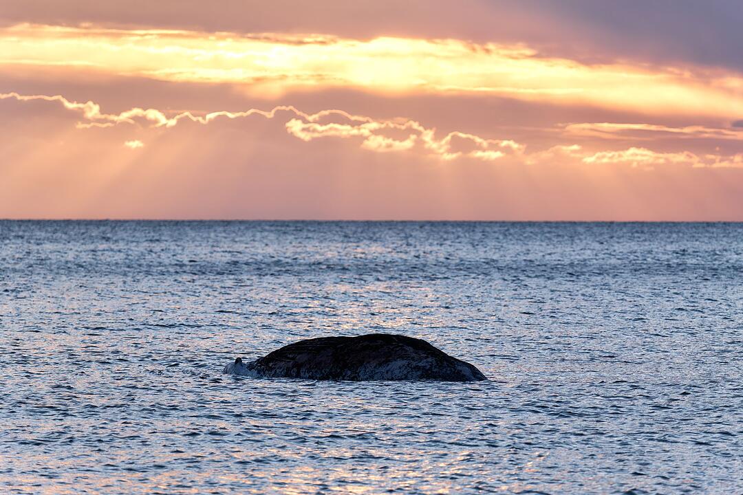 Toter Wal vor d&auml;nischer Insel Anholt entdeckt